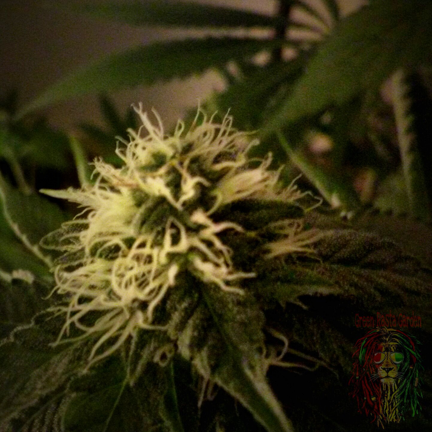 Green Rasta Garden on Twitter: