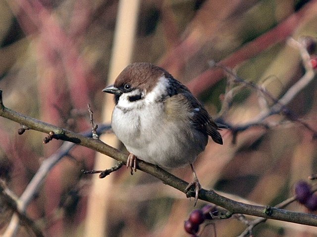 BNIorakel's tweet photo. RT @pijnackernootdp: Spot jij dit weekend de ringmus in je tuin? Doe op 27 of 28 januari 2018 mee aan de tuinvogeltelling. Lees de tips van onze ecoloog Michel Barendse op https://t.co/Kha8q4Hhr0… #tuinvogeltelling #tvt2018 https://t.co/t4x180YpgF