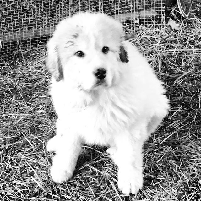 farmfresh4life's tweet photo. He’s getting so big! #greatpyrenees #Puppy #GreatPyreneesPuppy #LivestockGuardian #SheepDog #ShepherdDog #FarmDog #ShePassedTagTunis #TunisSheep #FarmFreshForLife #FarmLife #CountryLife #FarmLiving #CountryLiving https://t.co/8VoySXLlcE