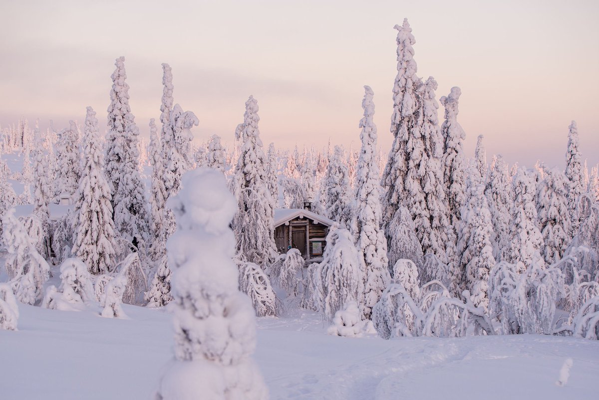 In the winter when the spruce trees are clad by a thick coating of condensed frost the Riisitunturi National Park in Finland really is picture perfect. . #RiisitunturiNationalPark #Finland #NationalPark #Scandinavia #VisitScandinavia @OurFinland Photo: Eeva Mäkinen