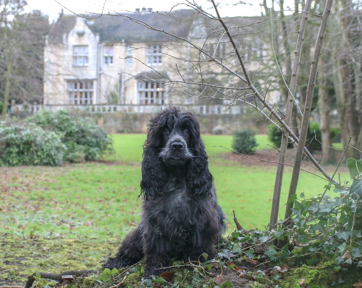 Happy Wednesday everypawdy 💚 We'd love you to read our review about our stay at @MonkFrystonHall  woofwagwalk.co.uk/monk-fryston-h…  🐶 #Dogfriendly #dogsoftwitter #travelblogger #Yorkshire