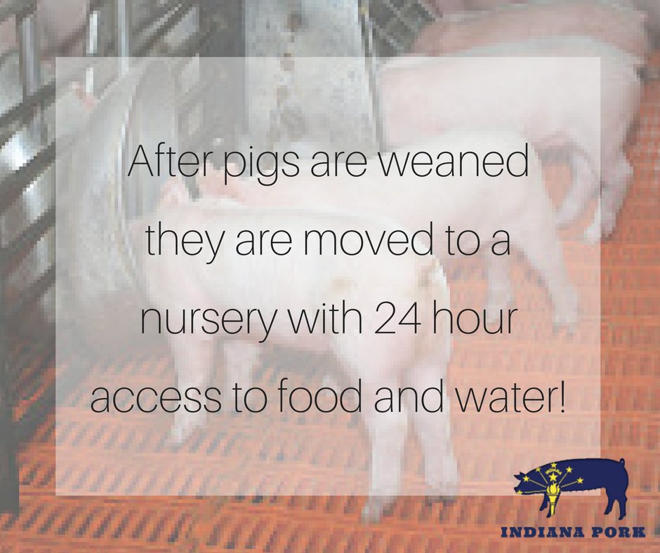 IndianaPork's tweet photo. Once baby pigs are weaned from the sow, they are moved to a nursery. The nursery is warm and provides the pigs with 24/7 access to food and water! #indianapork https://t.co/H0cbkh2AVi