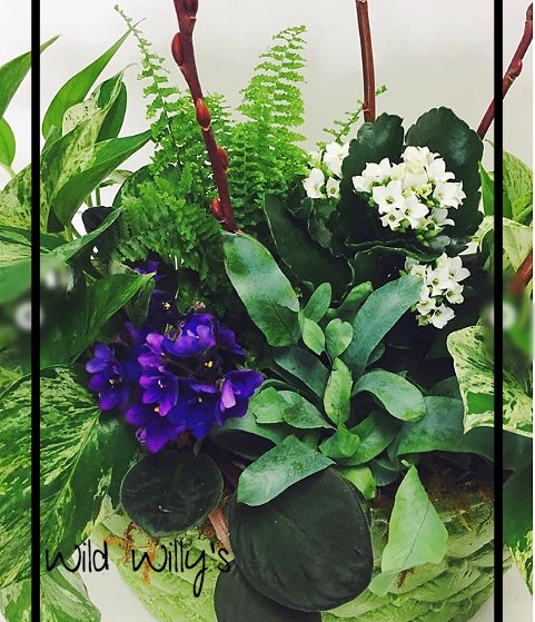 Spring Bulb Planters, sprouting primula, ferns, philodendrons and many other variations.  Created fresh daily in our shop. 🌺  #floraloasis #ottawawest