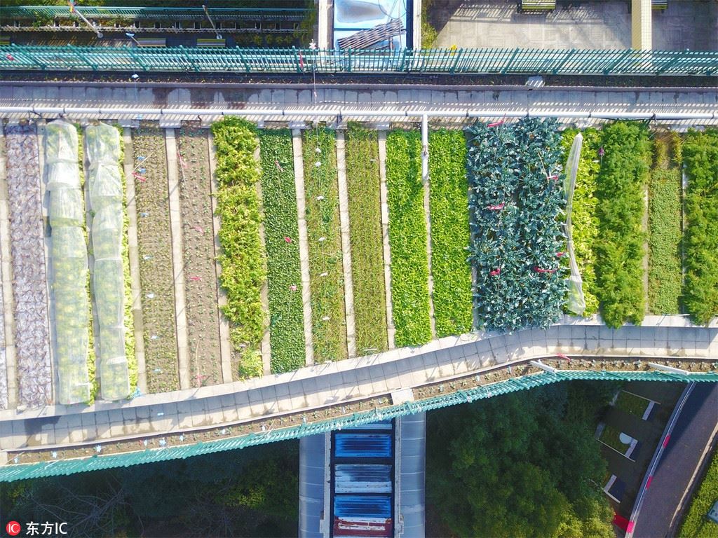 SilkRoadNews's tweet photo. #GreenChina : #Ecology on the Roof ofChina ! Fruits and Crops are Now Being Nurtured in a 1,300-square Meter #EcologicalFarm on the Roof of an Elementary School in #Hangzhou City of east China's #Zhejiang Province. https://t.co/y8kf6vIqT0