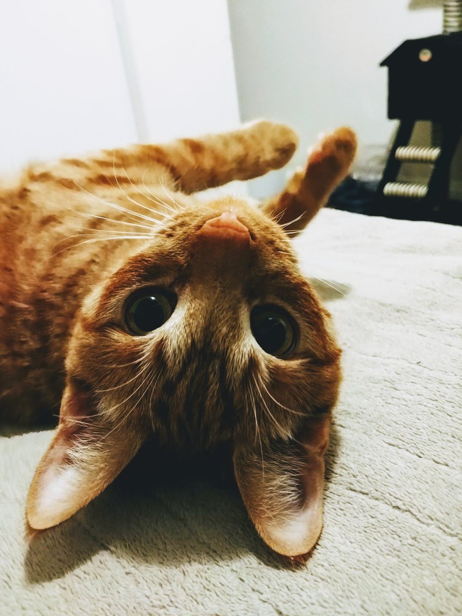 Nekonchoco's tweet photo. I am looking into your soul 😶 https://t.co/EKNtj6rHfW