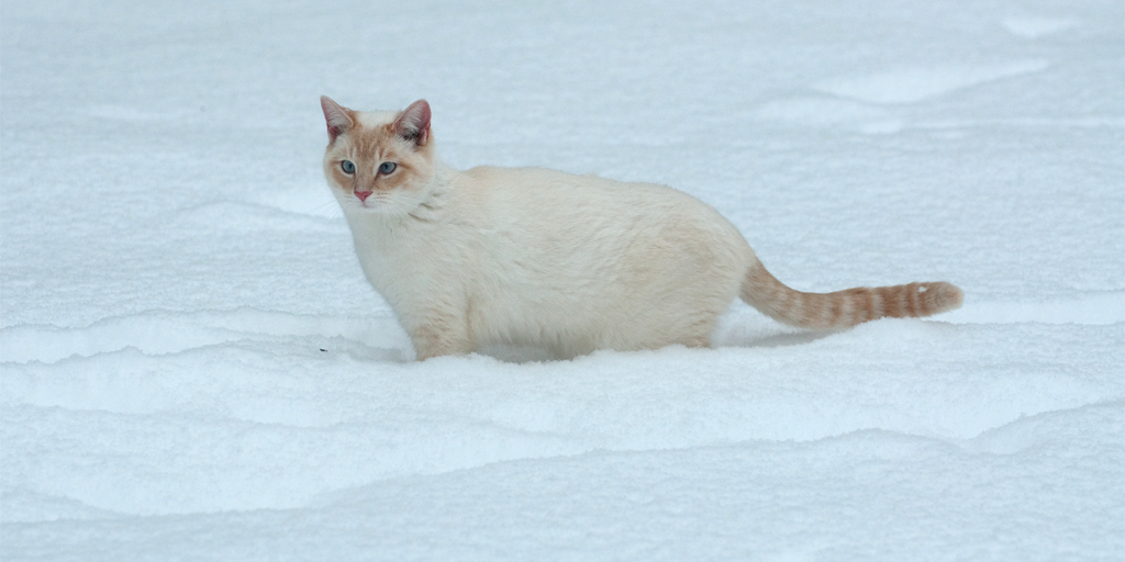 Follow these tips from <a href="/HumaneSociety/">Humane World for Animals</a> to help your local outdoor cats during the cold months: bit.ly/1cnNctE #StrayCats #FeralCats