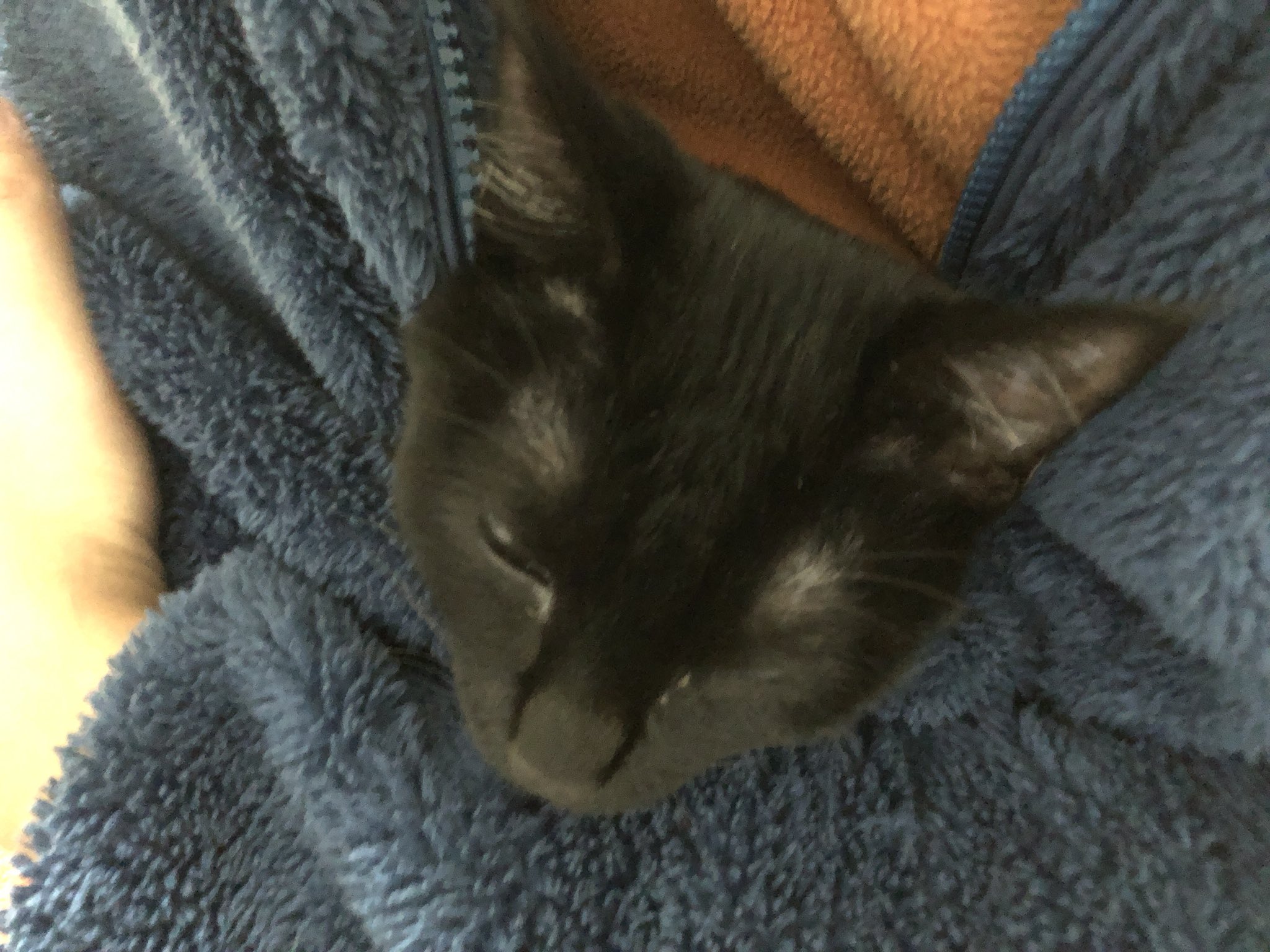 溝猫と壁猫と納屋猫 服の中で寝るの可愛いすぎる T Co H1thhbr2ra Twitter 溝猫と壁猫と納屋猫 服の中で寝るの可愛いすぎる T Co H1thhbr2ra Twitter