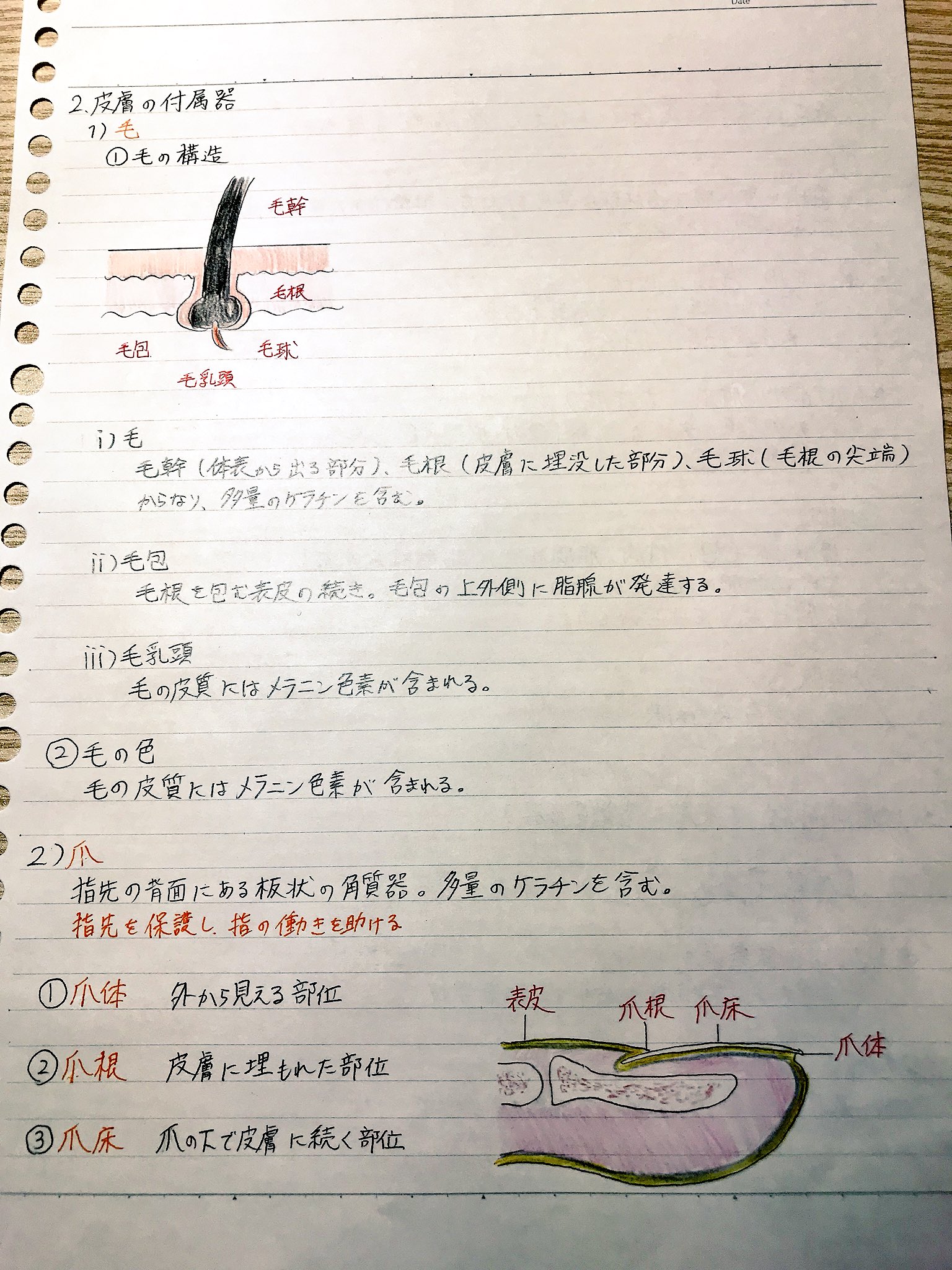 勉強垢 外皮系です 最初の皮膚の構造は移し紙で書きました でも色はがんばりました ここの分野はアポクリン汗腺やエクリン汗腺が大事だと思いました 簡易的な絵の方がわかりやすい事件w 看護学生 看護学生1年 看護学生さんと繋がりたい 勉強垢 外皮系です 最初の皮膚の構造は移し紙で書きました でも色はがんばりました ここの分野はアポクリン汗腺やエクリン汗腺が大事だと思いました 簡易的な絵の方がわかりやすい事件w 看護学生 看護学生1年 看護学生さんと繋がりたい