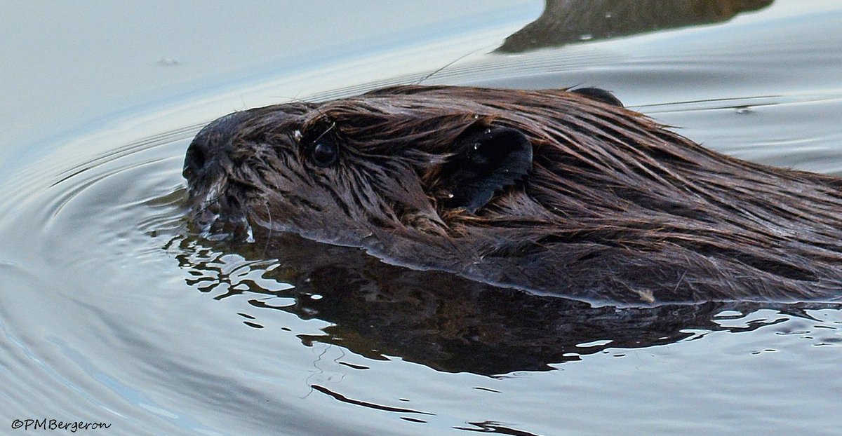 MikeSlickster's tweet photo. Lastly, a couple of shots of Tacony Tom, the eager beaver at Lardner's Point in the #DelawareRiver #Philly #Photography #TheDelawareforLife I kept walking faster to try and get a frontal shot the critter, and it kept swimming faster upstream 'til finally out of reach. L8tr! https://t.co/9cKwgaGj1Y
