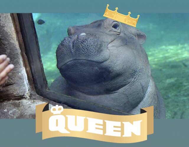 AllisonWeather's tweet photo. RT if you think Fionaβs birthday should be a recognized holiday. HBD to the queen π #HappyBirthdayFiona #teamfiona #feelinghip https://t.co/yFgM4bifmj