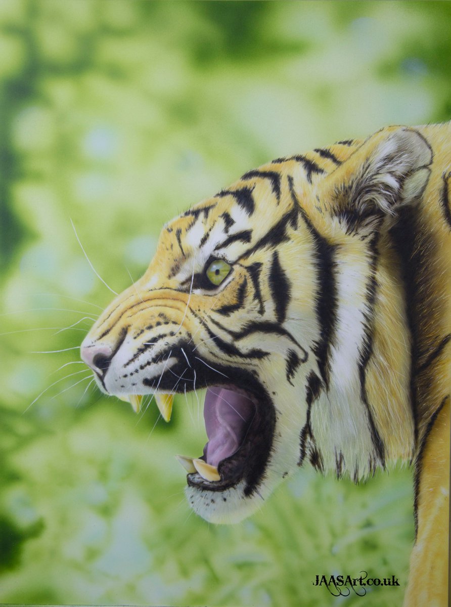 JamieAASinclair's tweet photo. Calling this one complete. (for the moment.) 12x 16inch painting of a tiger of clay board. Called 'Hunter Bold' Airbrushed with Createx illustration paints. image was from a photographer on Deviant art called Sooper-deviant. Available to purchase shortly #tiger #airbrush https://t.co/UCWmYHGhxD