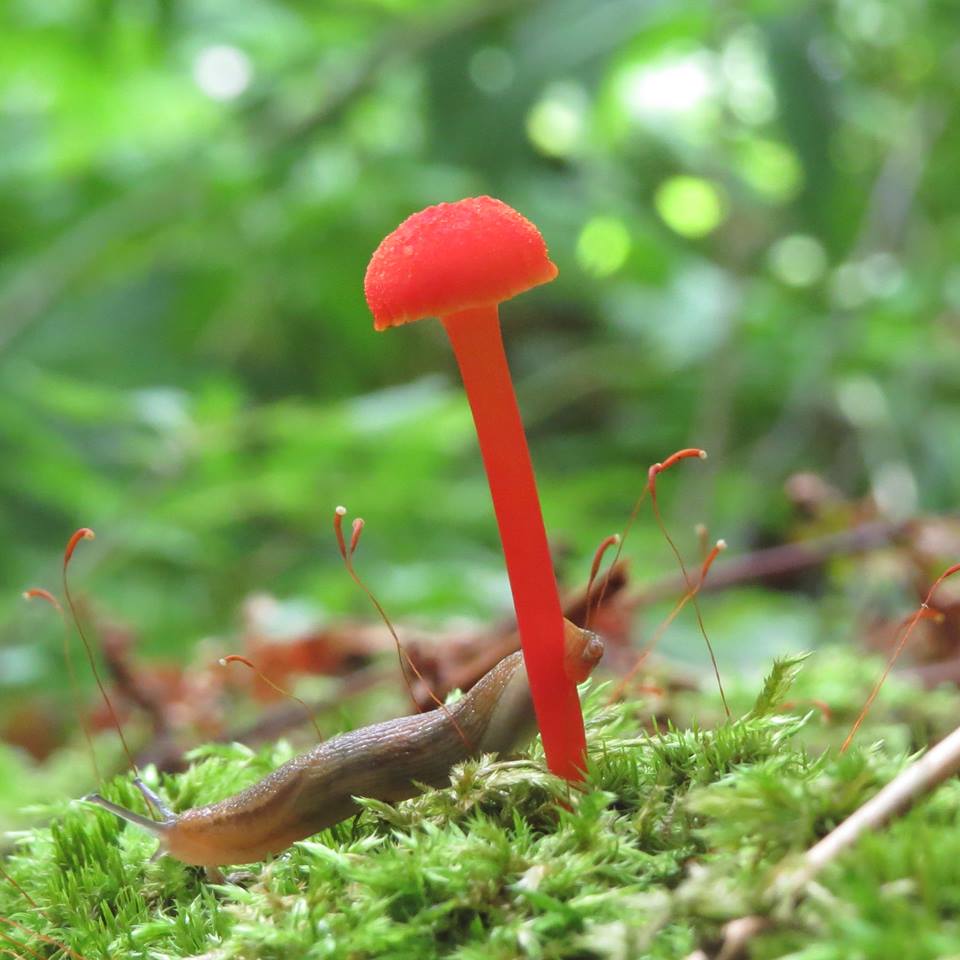 NaturelsWeird's tweet photo. An amazing red mushroom from Vermont.

(Photo: cgbb2004) https://t.co/kUSzPq0xA4
