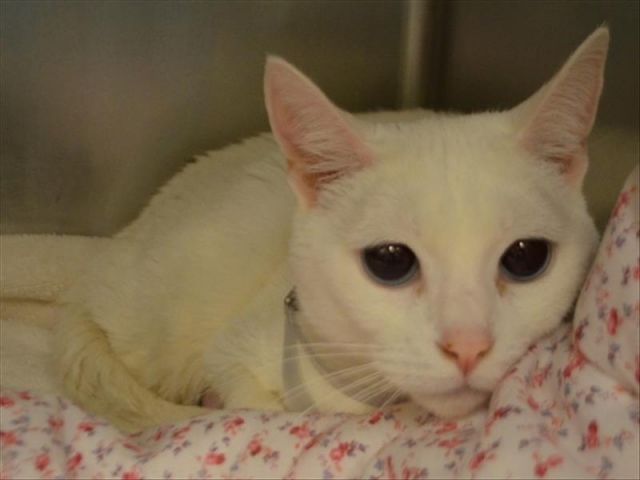 ebook Canonical Ramsey Theory on Polish