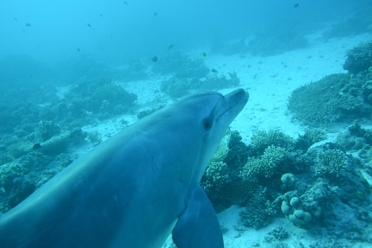 pulposadventure's tweet photo. WE SAW DOLPHINS!! #BucketListDive #AsCuteAsMe https://t.co/tQoUvoEU7M