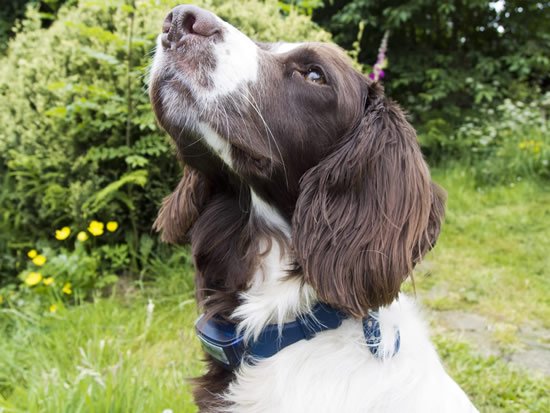 COAPE_Ed's tweet image. SCOTLAND BANS SHOCK COLLARS WITH IMMEDIATE EFFECT bit.ly/2n6W8zM