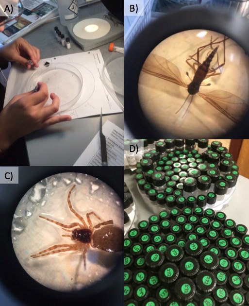 thatslifesci's tweet photo. #GradSchool Diaries. A Day In the Life of a #BirdNerd
Have you ever wondered what #graduatestudents actually do? While every day is a new adventure, here’s a sample of one of my Wednesdays… https://t.co/kwwVFZucZh #research #dayinthelife https://t.co/85Lx8oQY7Z