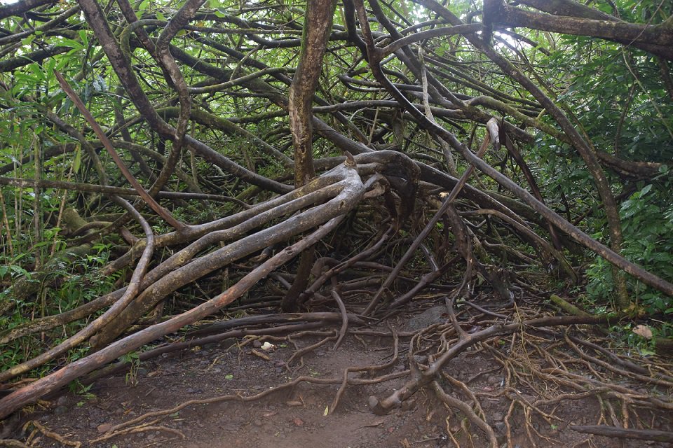 Wow, I really let the weeds in my backyard get out of hand.