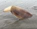 meetundr's tweet photo. This Uncomfortable Video Of A Clam Will Irreversibly Change You https://t.co/5Joobad5rl https://t.co/eWaqyqUJQr