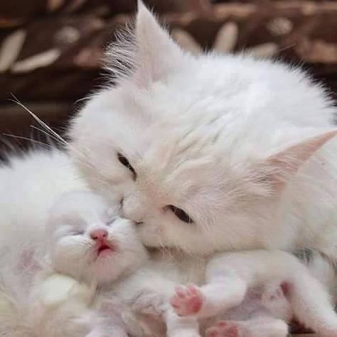 Awwww!  Mama #cat and her baby marshmallow!