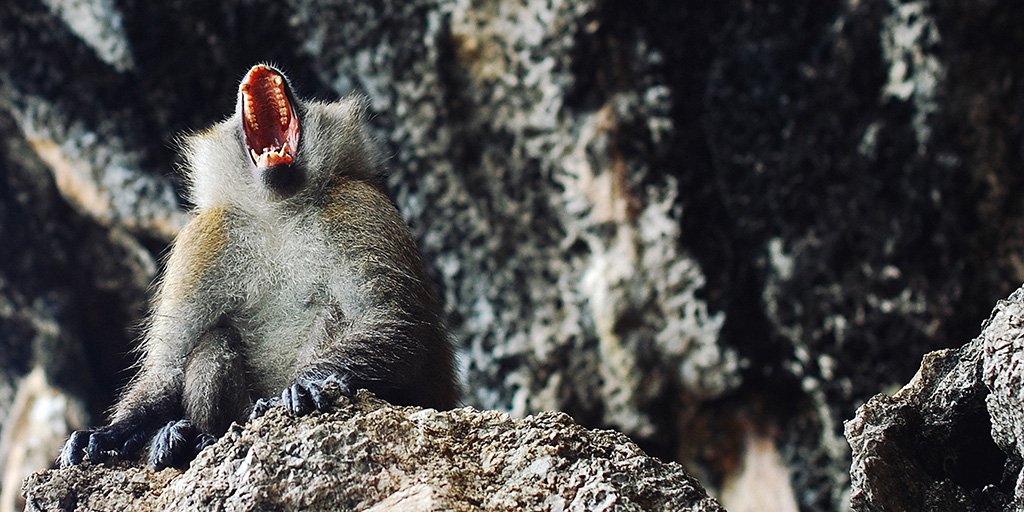 Grad student @ellismlocke defends his dissertation proposal on the evolving role of molar teeth in old world monkeys. Tomorrow at 11:30 a.m. in SHESC 341!