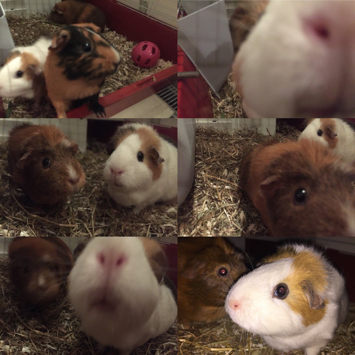Introducing Betty, Ruby and Olive #GuineaPigs #RescuedIsMyFavouriteBreed #Pets #Animals