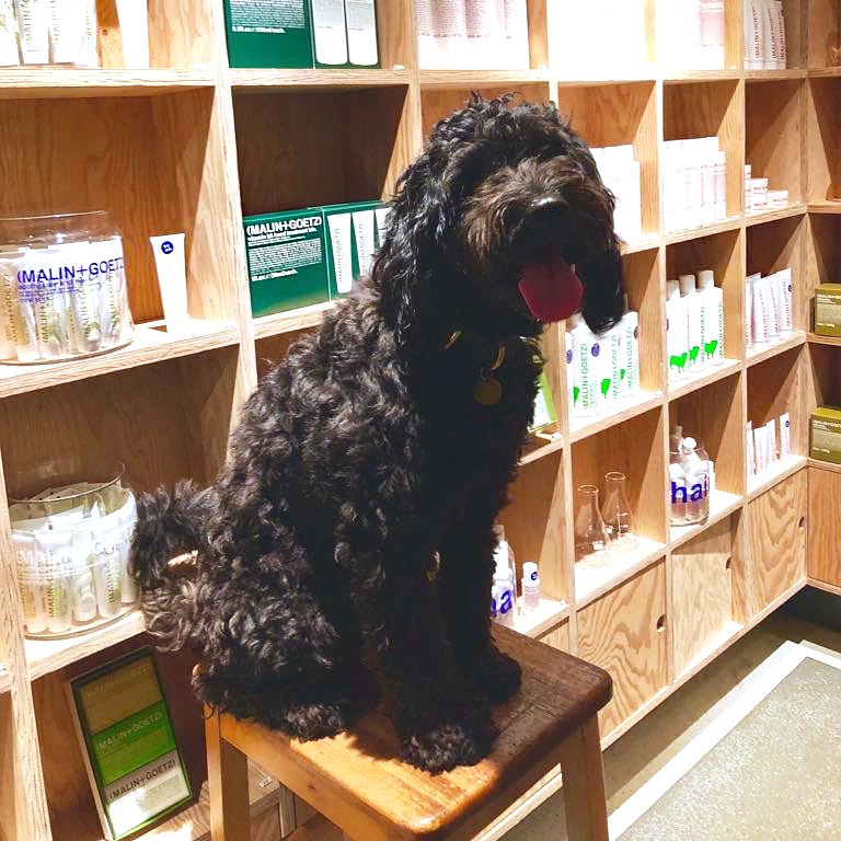 it looks like we aren’t the only ones that had a waggin’ good time with <a href="/FetchandFollow/">Fetch & Follow</a> at last night’s leather launch event 🐾 📷 : .jeanmi