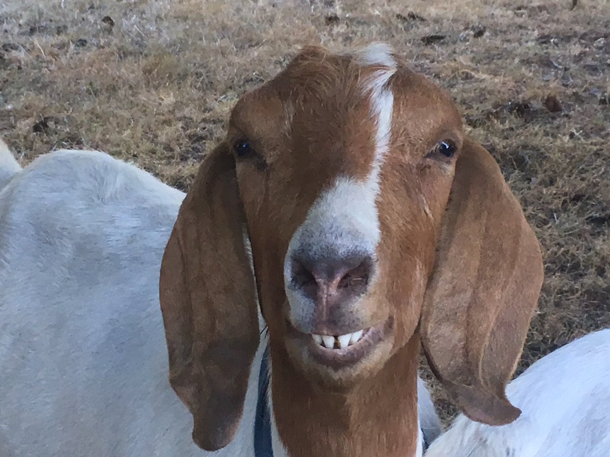 This_Actress's tweet photo. "Hey, baby, wanna go back to my barn and do a little grass?"
#QuestionsFromAnimals
@SamAUAG https://t.co/9hWnjWlPAI