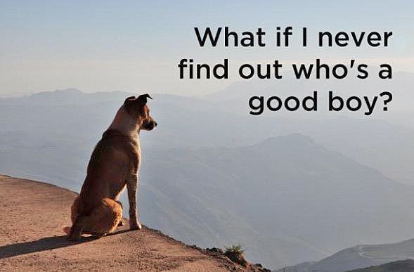 TommyCoyneBN1's tweet photo. #QuestionsFromAnimals ๐๐ https://t.co/nLT4PvV4E4