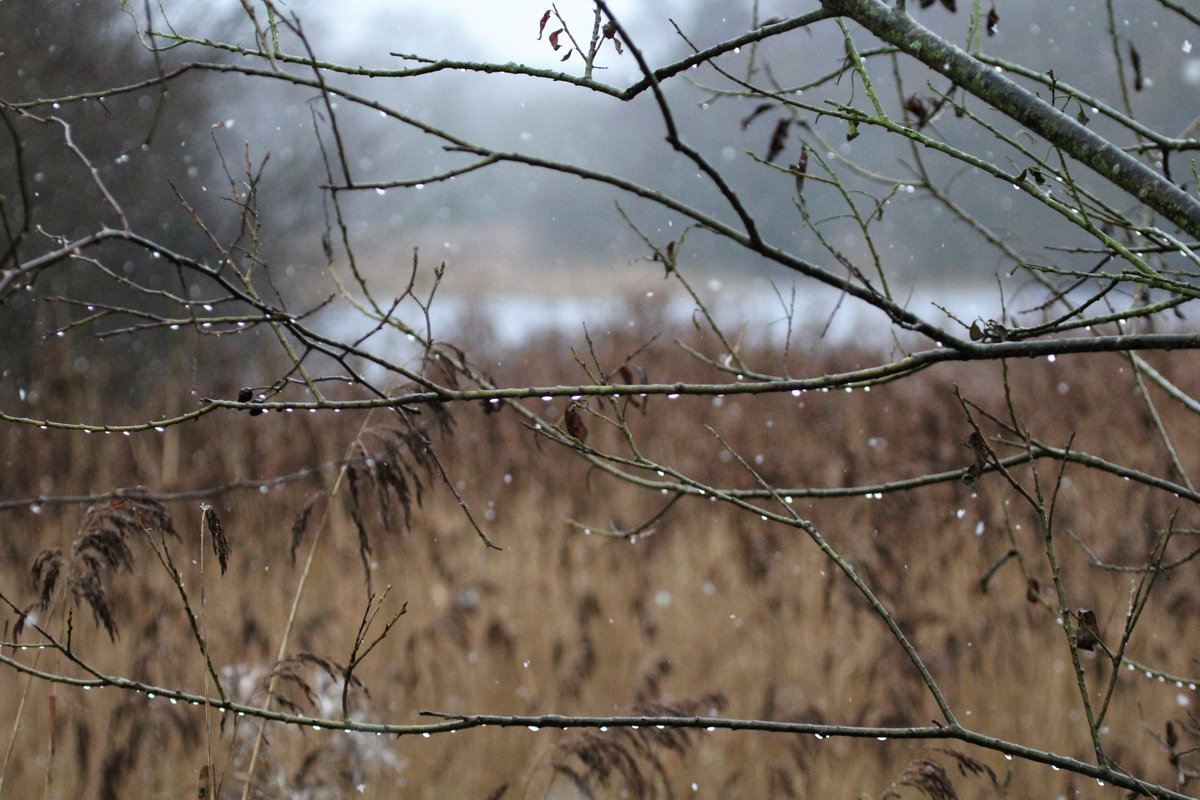 raptorwatcher's tweet photo. Some pics from around our local @LincsWildlife reserve #MessinghamSandQuarry at the https://t.co/fbpXfzXMzD one else there so nice and peaceful, if a bit chilly #snowday #lincswildlife #lincsbirding https://t.co/sFqnEisVhV
