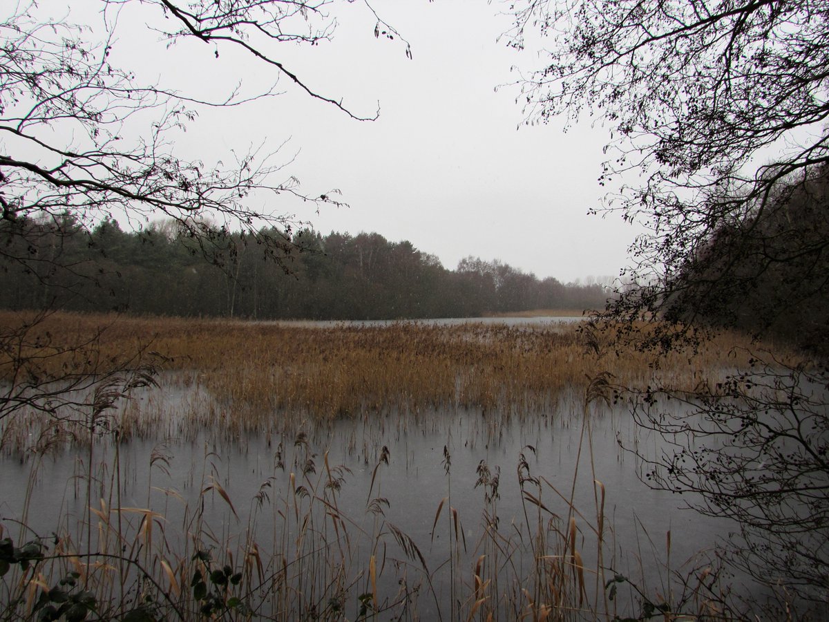 raptorwatcher's tweet photo. Some pics from around our local @LincsWildlife reserve #MessinghamSandQuarry at the https://t.co/fbpXfzXMzD one else there so nice and peaceful, if a bit chilly #snowday #lincswildlife #lincsbirding https://t.co/sFqnEisVhV