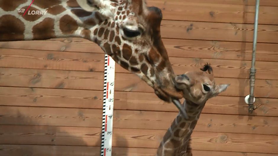 TV 2 NEWS tweet media