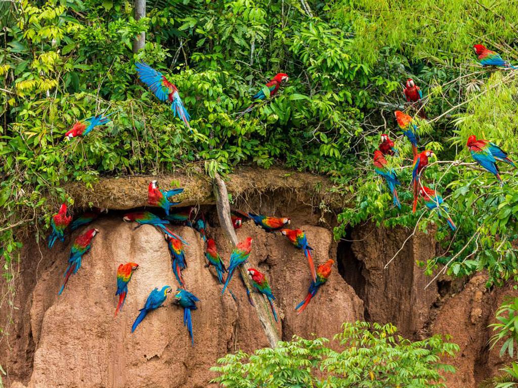 VistaAdventures's tweet photo. Explore #Tambopata Reserve at Madre de Dios, Peru. Daily expeditions from 2 to 4-day packages. https://t.co/8lqaQOEfU7