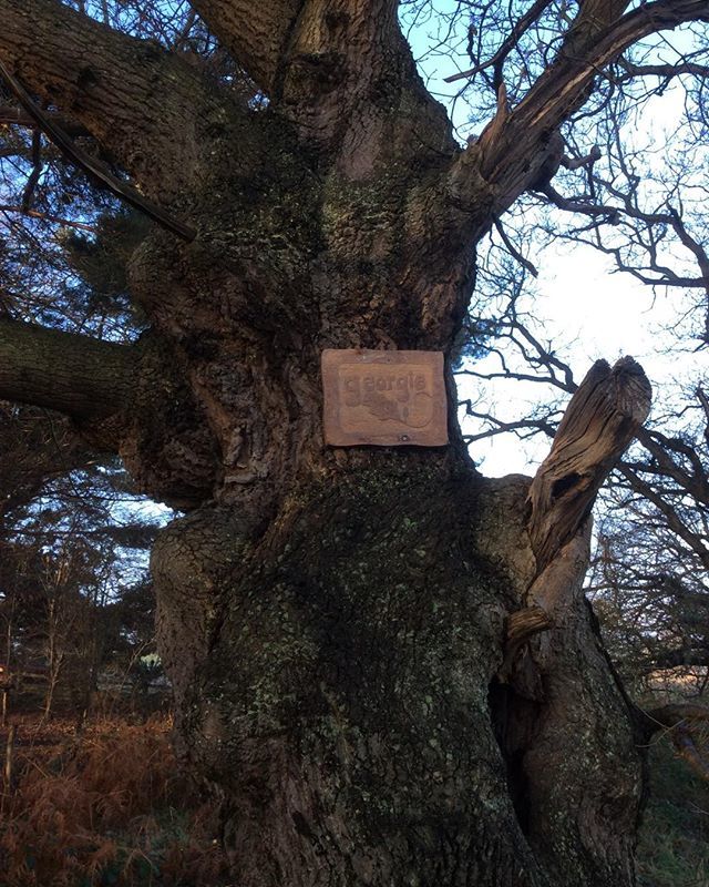 Exoticgardenco's tweet photo. Who is Georgie mentioned on this #stagoak on the #sailorsfootpath between #Snape & #iken. #Snapemaltings, #RiverAlde,#thesuffolkcoast,#suffolkAONB,#allaboutsuffolk,#EssentialSFK,#dailysuffolk,#PlacesandFaces, https://t.co/g7mkEY2Q9H https://t.co/0oYDbi8Z8d