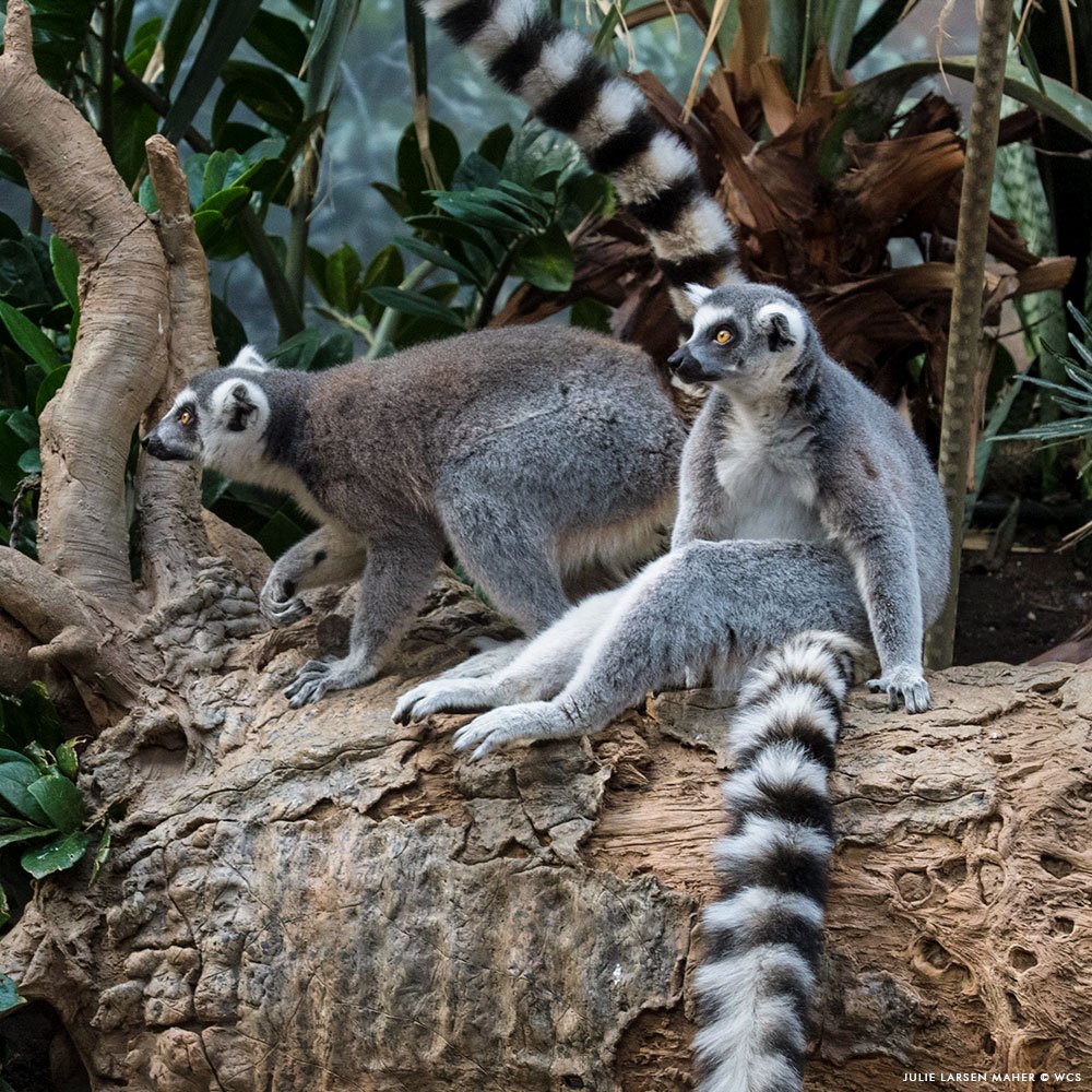 Tamarind Lemur On Twitter