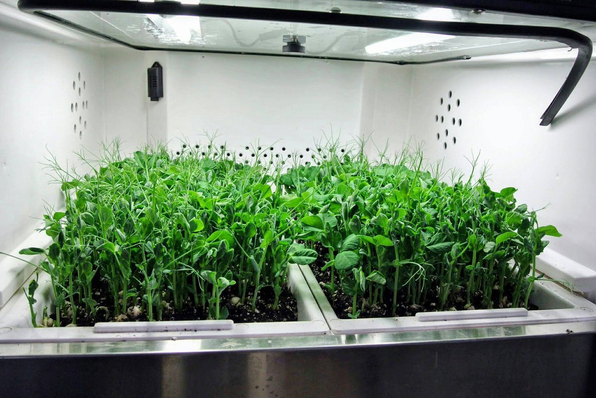 Did you catch us on The <a href="/MarthaStewart/">Martha Stewart</a> Blog? See how she uses her #UrbanCultivator to get vegetables all year long: ow.ly/rInN308i31C