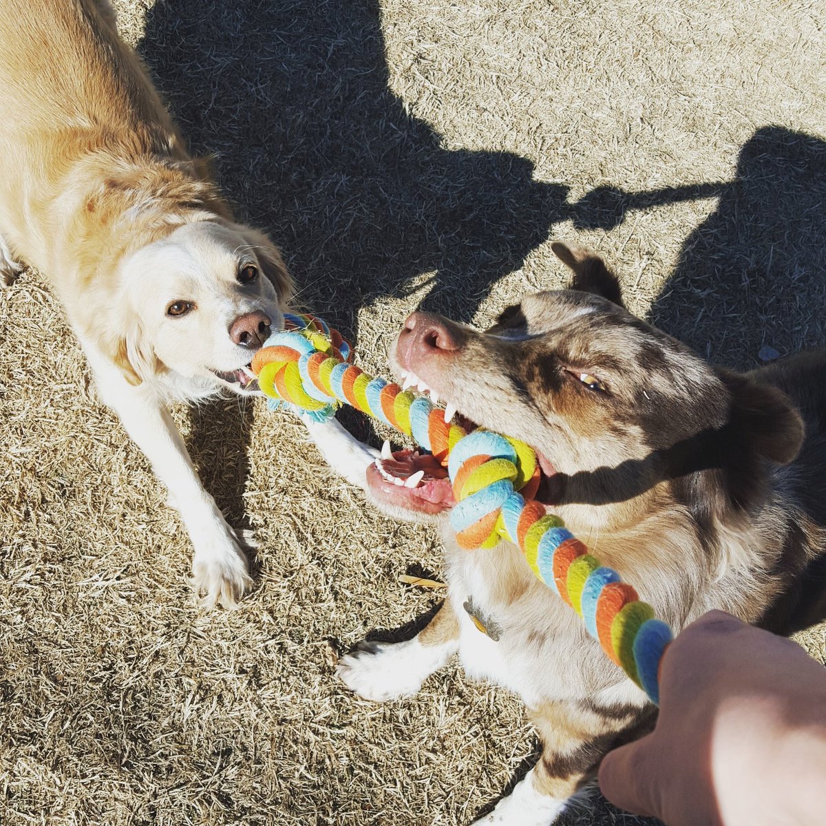 They decided to work together for once lol. #teamwork #sillypups #outsidetime