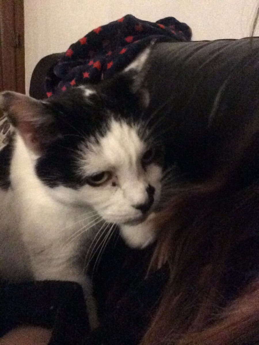 MillieMall's tweet photo. It’s #whiskerswednesday &amp; cuddles-loving Vera is seeking snuggles! Please give her a #foreverhome &amp; she’ll reward you with endless love...every day of the week! Contact @KeighleyCatCare today!#HelpingVera https://t.co/gI4rKWUdgM