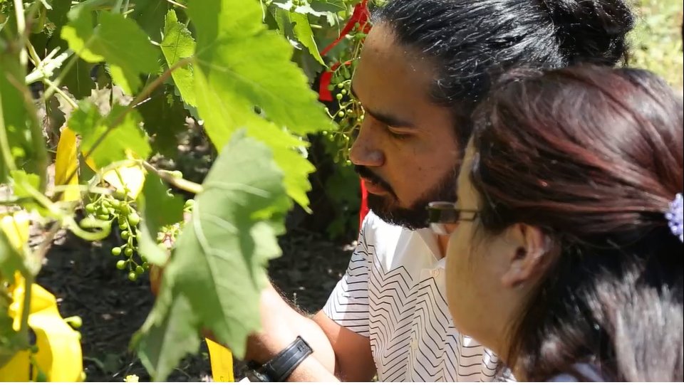 KnowHubChile's tweet photo. ¡Hoy no te pierdas la cápsula #KnowHub en @TodoxlaCiencia! El biocontrol de una plaga de polillas usando hongos a las 22hrs. por @CANAL_13C. https://t.co/zgGwn9YXsm