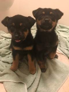 RETWEET! #Kentucky witnesses in #CoalRunVillage reported seeing a woman in a dark-colored Jeep Cherokee abandon 2 puppies &amp; drive off--reportedly hitting one of them as she left 💔 PETA &amp; @CommissionerKY are offering up to a $5K reward for info leading to arrest &amp; conviction.