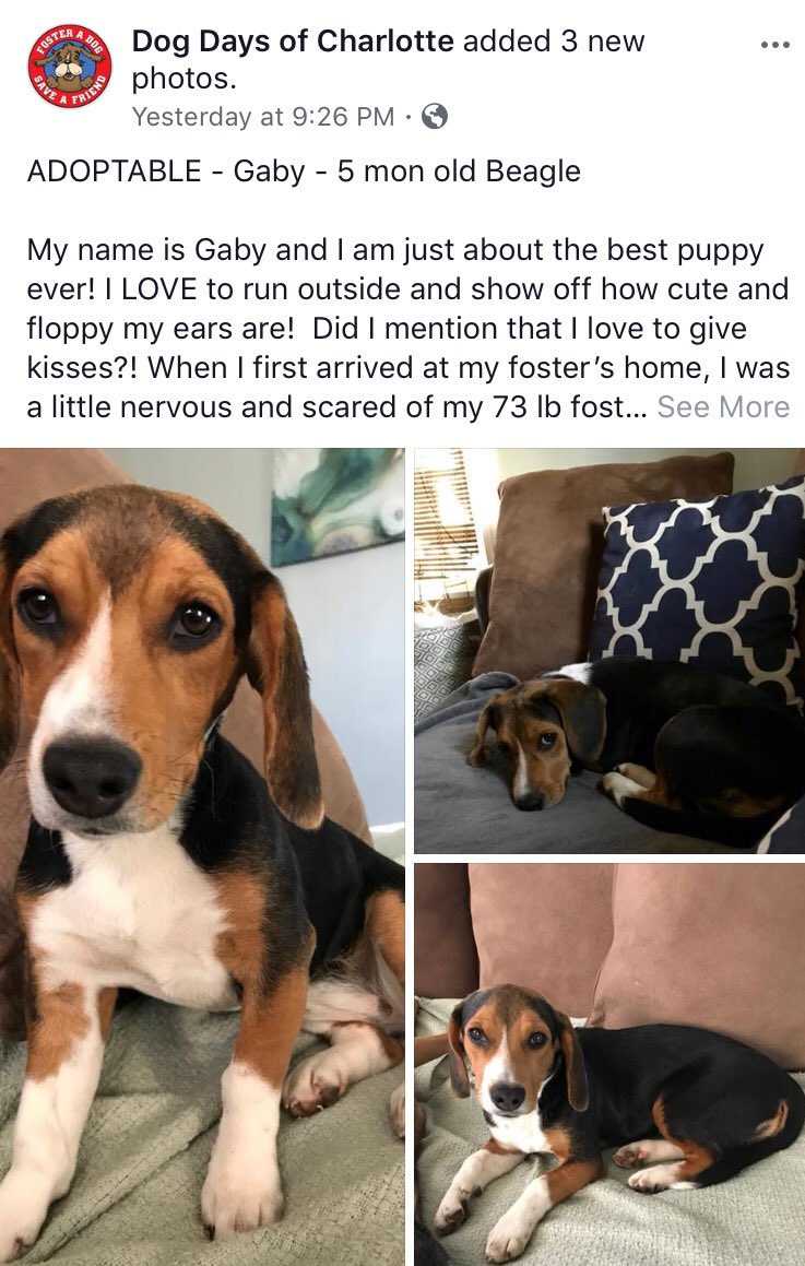 facebook.com/permalink.php?… #AdoptDontShop #beagle #charlotte