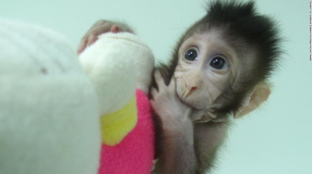 CNNEE's tweet image. Por primera vez, científicos logran clonar monos 
cnn.it/2E7stNZ