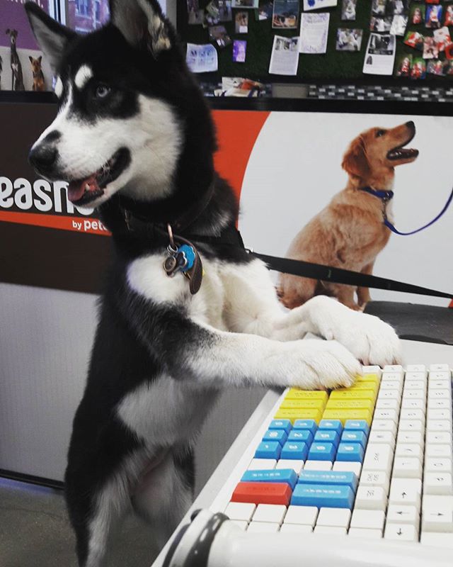 Unleashed by Petco (UnleashedPetco) Twitter