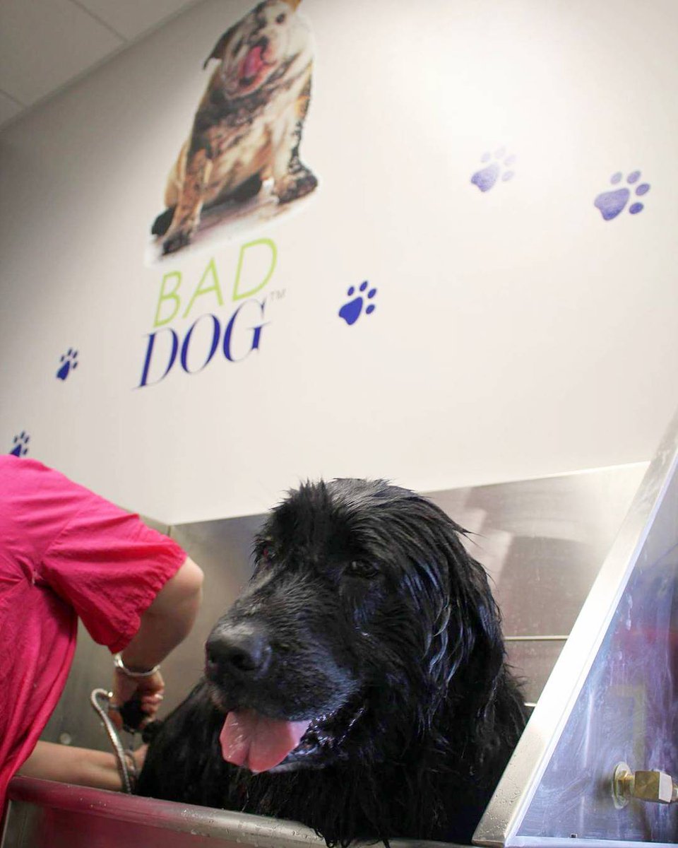 OARCPetConnect's tweet photo. Is your favorite pup in need of a good grooming? 🐶 Book an appointment at BAD DOG Spa! Scheduling an appointment is quick and convenient- just visit our website! https://t.co/jD8mgug5Bt 
#BADDOGSpa #BADDOGGoodCause #DogGrooming #DogWash #PetConnections #DogGroomer https://t.co/sZ6r4P5IwR