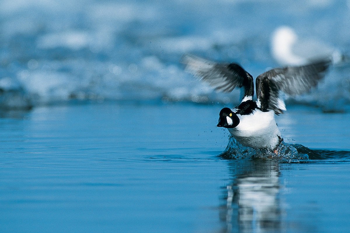 ducanada's tweet image. Have you heard it? Goldeneyes' wings make a distinctive whistling sound in flight.
#listenup #duckID #goldeneye #commongoldeneye #ducks #waterfowl #birds #wildlife #nature #wildlifephotography #winter #icy #wetlands #conservation #wednesdaywisdom 
Photo by Tye Gregg