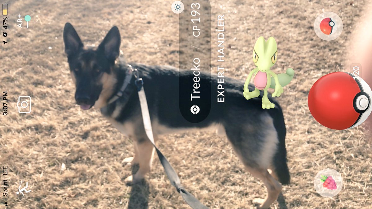 sara_snacks's tweet image. Shhhh, nobody tell Sif he has a Treecko on him! #DogsOfPokemonGO #ExpertHandler #Treecko