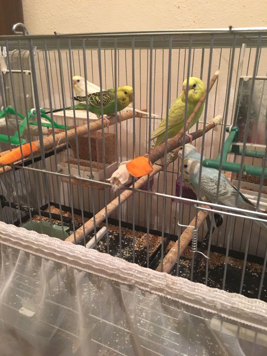 💛💚💙 Rengarenk cıvıl cıvıl 1-2 aylik yavru muhabbet kuslari🐥
Fiyat ➡ Kremino: 75 Digerleri: 50
Yer ➡ Tekirdağ
İletisim ➡ Ümit bey 0 535 865 8880
❗Toplu alımda İstanbula gönderim yapılır.