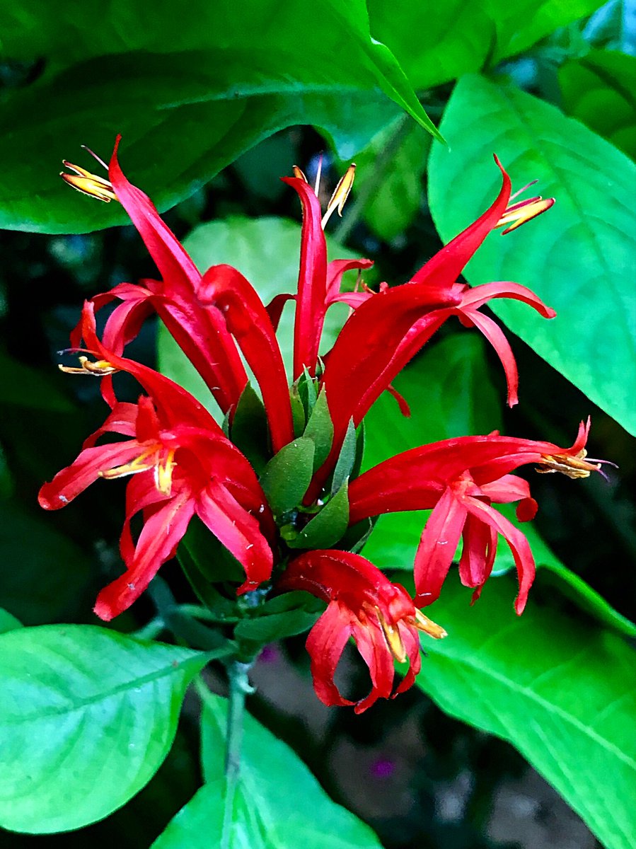 Cloudsailor 星羅の一日一花 ベニサンゴバナ 紅珊瑚花 温室に咲く深紅の花 南米北部に分布 キツネノマゴ科 Cardinals Guard Pachystachys Coccinea Flowers Fleurs Cloudsailor 星羅の一日一花 ベニサンゴバナ 紅珊瑚花 温室に咲く深紅の花 南米北部に分布 キツネノマゴ科 Cardinals Guard Pachystachys Coccinea Flowers Fleurs