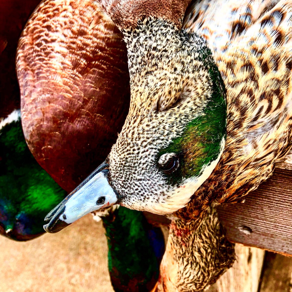 RKF_outdoors's tweet photo. Kansas was a success. Follow our Instagram page to see more awesome waterfowl pics (rkfoutdoors) #killinstuff https://t.co/lZtFdtKzhr