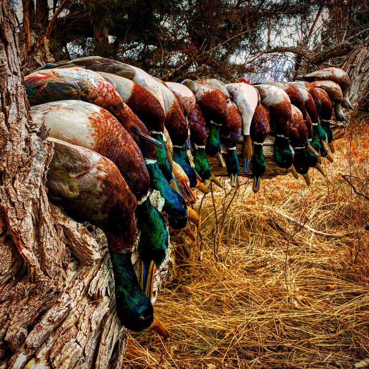 RKF_outdoors's tweet photo. Kansas was a success. Follow our Instagram page to see more awesome waterfowl pics (rkfoutdoors) #killinstuff https://t.co/lZtFdtKzhr