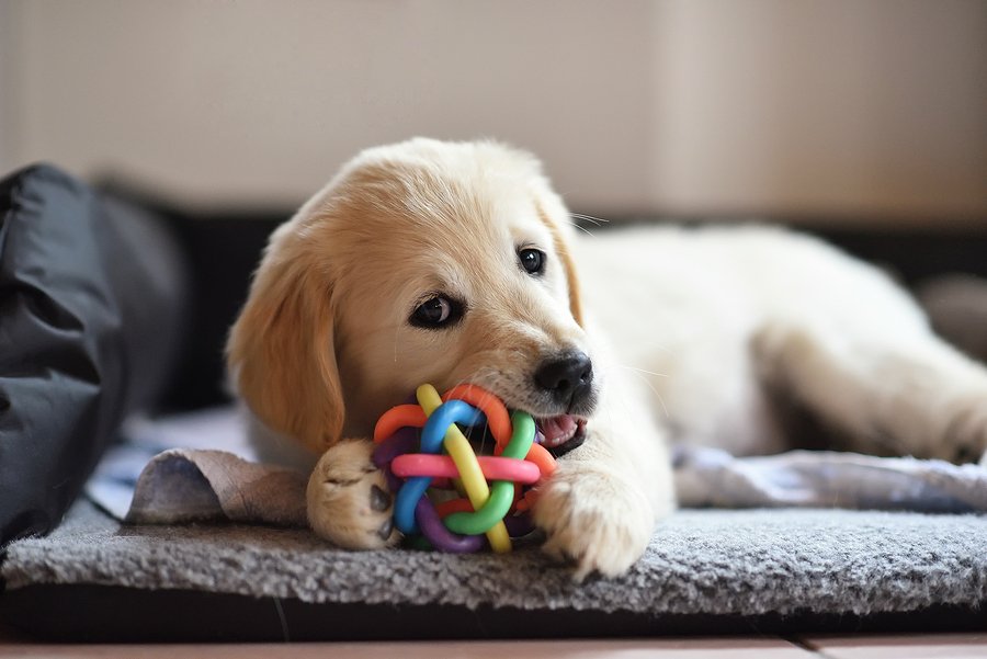 ChickenSoupPets's tweet photo. A dog needs a "home away from home." @AmericanHumane explains why: https://t.co/YCxE6W9HIi https://t.co/rH9TjtymOT